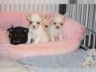 Wunderschöne typvolle Chihuahua Welpen
